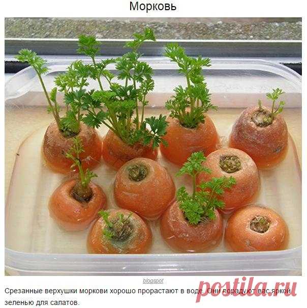 Овощи, которые можно купить один раз, а потом выращивать круглый год | Хитрости жизни