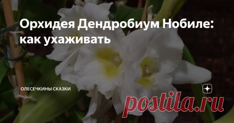 Орхидея Дендробиум Нобиле: как ухаживать Денбробиум Нобиле - это орхидея. Не такая,  как фаленопсис, но тоже очень красивая.