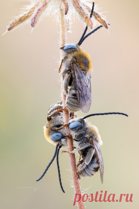 Sleepers Sleeping Long horned bees ( Eucerini sp. )   to get some stack from these beautiful longhorned bees was a real challenge for me.  Movement, movement and movement everywhere! :)  Tech info | 54 natural light exposures stacked at f5.6, exp.time 1/2sec, ISO200, magnification Stacking Soft / Zerene Zerene Stacker  canon mp-e 65mm/f2.8 1-5x macro lens | Metabones Canon EF to Sony E Smart Adapter (Mark IV) | Sony A7    LARGE version!