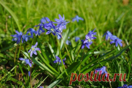 7 цветов, которые сажают в сентябре, чтобы ранней весной любоваться первоцветами