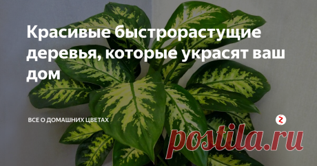 Красивые быстрорастущие деревья, которые украсят ваш дом