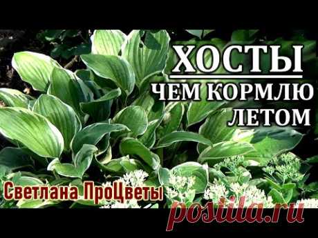 Хосты в саду Чем я подкармливаю свои хосты для крупного и яркого листа