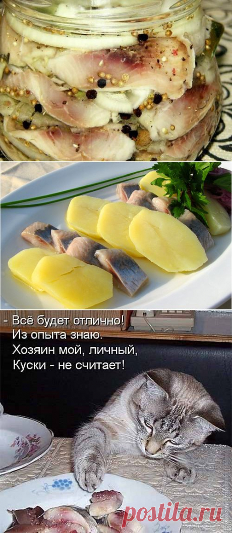 Вкусная маринованная селедка с луком | Блог Лены Радовой