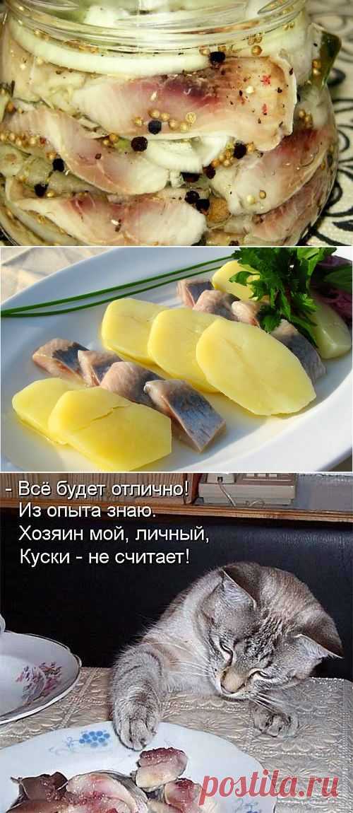 Вкусная маринованная селедка с луком | Блог Лены Радовой