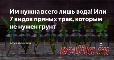 Им нужна всего лишь вода! Или 7 видов пряных трав, которым не нужен грунт Для достойного привнесения растений в свой интерьер, нужно иметь призвание! И это не громкие слова – это факт! Так как зелёные питомцы требуют повседневного ухода. И многие из-за этого «опускают руки» и лишь восхищаются со стороны атмосферой «диких джунглей в чужих квартирах».
Добрый день, дорогие друзья!
А как же быть людям, не имеющим навыков, времени, да и возможности лелеять их? При этом