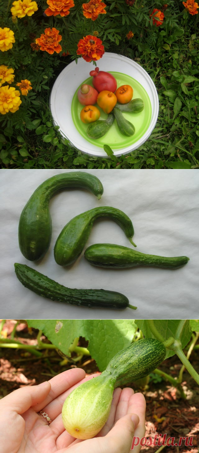 Почему вырастают огурцы-«закорючки» — 6 соток