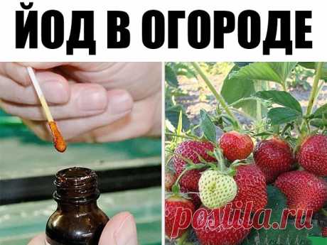 Йод в огороде
Обычный пузырек йода способен оказать огороднику не одну большую услугу. Поскольку все мы с детства знаем, что йод — отличный антисептик, грех не применить это его свойство в профилактике болезней растений, в особенности всяческих гнилей. Раствором 5-10 капель йода в десяти литрах воды рекомендуют опрыскивать клубнику и землянику перед цветением. Эта простая процедура избавит ее от серой гнили и активизирует жизненные силы. Опрыскивание проводят 2-3 раза с ин...
