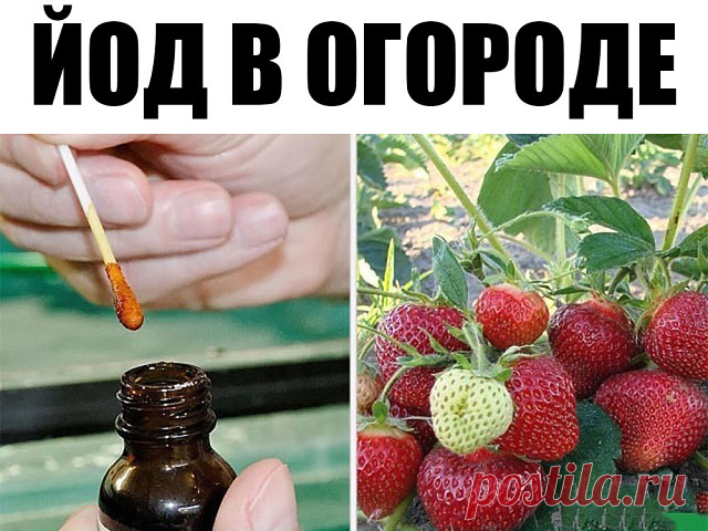 Йод в огороде
Обычный пузырек йода способен оказать огороднику не одну большую услугу. Поскольку все мы с детства знаем, что йод — отличный антисептик, грех не применить это его свойство в профилактике болезней растений, в особенности всяческих гнилей. Раствором 5-10 капель йода в десяти литрах воды рекомендуют опрыскивать клубнику и землянику перед цветением. Эта простая процедура избавит ее от серой гнили и активизирует жизненные силы. Опрыскивание проводят 2-3 раза с ин...