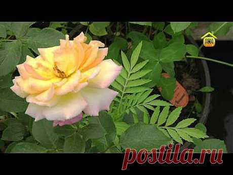 Розы. Посадка и уход (ForumHouseTV) - YouTube
