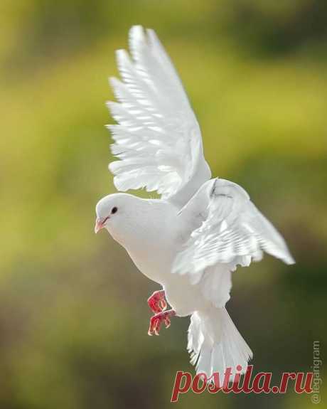 Հայաստանում Ս. Ծննդյան #ամենահին նկարագրությունը պատկանում է Ֆիլբրանդոս դե Օլդենբերգ անունով Հիլդեսհայմի եպիսկոպոսին, որը 1212թ. հյուրընկալվել է Կիլիկիո հայկական եկեղեցու կողմից Սելևկյան Հովհաննականների ներկայացուցչի հետ մեկտեղ և Սիս քաղաքում ներկա է գտնվել հայերի Ծննդյան տոնին։ Արարողությանը մասնակցել է արքան,ձիով,շքախմբով և դրոշներով ժողովրդին է ներկայացել, դիմավորվել «Սուրբ Թագավոր» բացականչություններով, հատուկ սարքավորման միջոցով տեղափոխվել դեպի գետի որոշակի տեղը,նրան է սպասել հայ եպիսկոպոսը