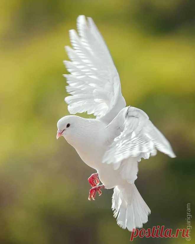 Հայաստանում Ս. Ծննդյան #ամենահին նկարագրությունը պատկանում է Ֆիլբրանդոս դե Օլդենբերգ անունով Հիլդեսհայմի եպիսկոպոսին, որը 1212թ. հյուրընկալվել է Կիլիկիո հայկական եկեղեցու կողմից Սելևկյան Հովհաննականների ներկայացուցչի հետ մեկտեղ և Սիս քաղաքում ներկա է գտնվել հայերի Ծննդյան տոնին։ Արարողությանը մասնակցել է արքան,ձիով,շքախմբով և դրոշներով ժողովրդին է ներկայացել, դիմավորվել «Սուրբ Թագավոր» բացականչություններով, հատուկ սարքավորման միջոցով տեղափոխվել դեպի գետի որոշակի տեղը,նրան է սպասել հայ եպիսկոպոսը