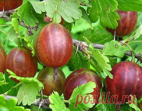 Чем опрыскивать ягодные кустарники.