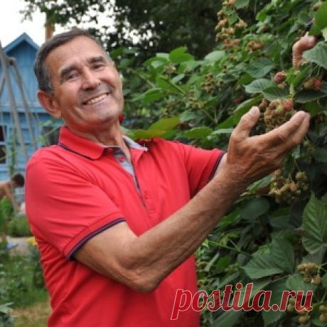 Я сделал вывод, что ежевика выгоднее, чем виноград