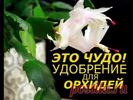 С УДОБРЕНИЕМ ДЛЯ ОРХИДЕЙ ДЕКАБРИСТ ЦВЕТЕТ ДВА РАЗА В ГОД ! СУПЕР СПОСОБ ! 1 2