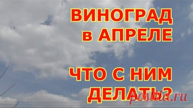 Виноград в апреле. Что с ним делать?