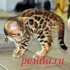 Бенгальские котята.
