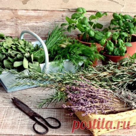 Что такое полезное посадить на даче, что не требует особого ухода