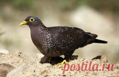 Сем. Голубиные (Columbidae)
Оливковый голубь (Columba arquatrix)