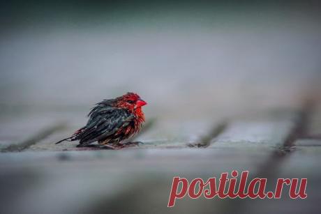 Животные, которые выглядят, как рокеры:Природа и животные