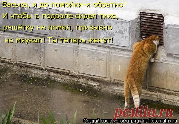 Котоматрица: Круть