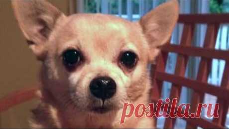 Миниатюрная собака - чихуахуа - "БАГСИ"