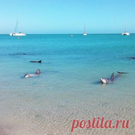 Пляж с дельфинами ''Shark Bay'' в Западной Австралии