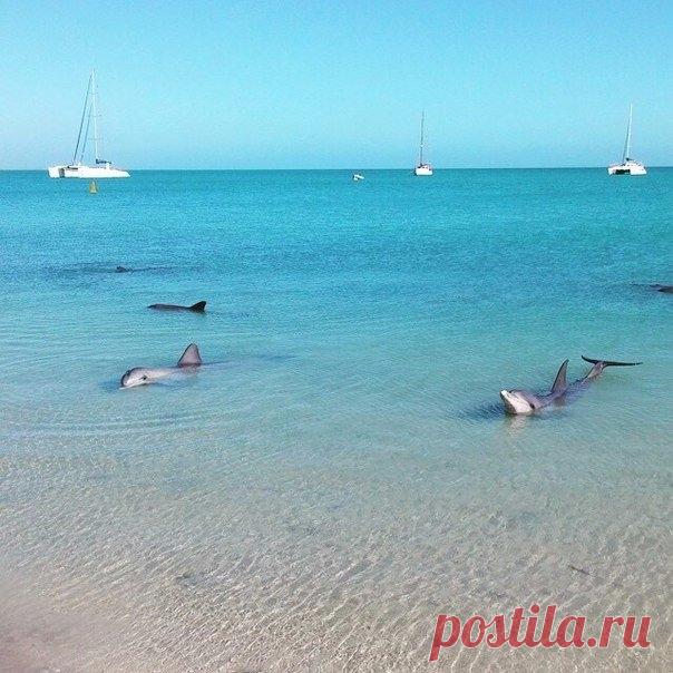 Пляж с дельфинами ''Shark Bay'' в Западной Австралии