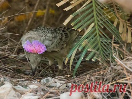 Great Bowerbird - eBird
