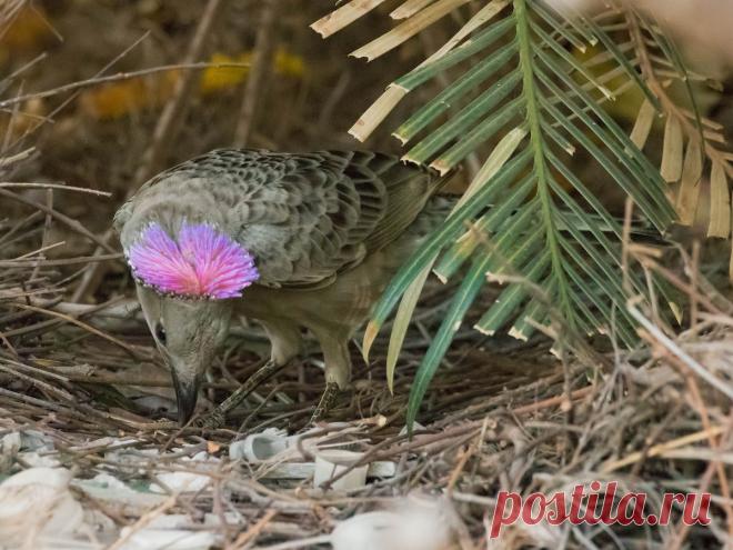 Great Bowerbird - eBird