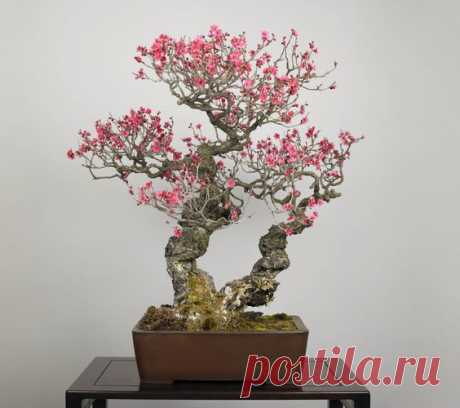Great Japanese cherry blossom Bonsai is bloomed in april  |  SEKAI BONSAI  |  Pinterest • Всемирный каталог идей
