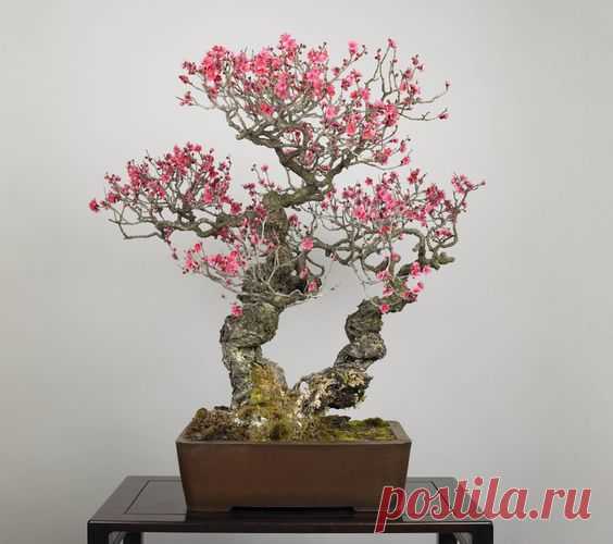 Great Japanese cherry blossom Bonsai is bloomed in april  |  SEKAI BONSAI  |  Pinterest • Всемирный каталог идей