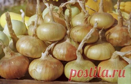 Как увеличить урожай лука в открытом грунте в несколько раз Получить хороший урожай репчатого лука в открытом грунте на собственном приусадебном участке совсем не сложно, нужно лишь знать некоторые секреты и правильно использовать опыт "коллег".