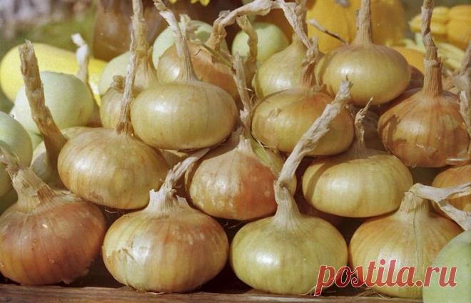 Как увеличить урожай лука в открытом грунте в несколько раз Получить хороший урожай репчатого лука в открытом грунте на собственном приусадебном участке совсем не сложно, нужно лишь знать некоторые секреты и правильно использовать опыт 