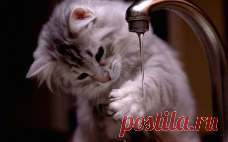 26 забавных кошек, которые просто обожаю купаться