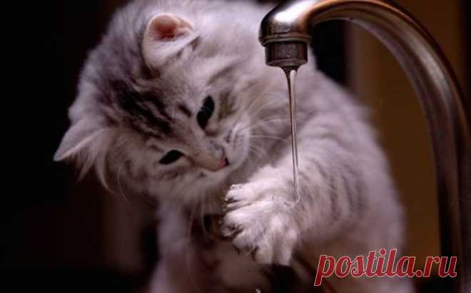 26 забавных кошек, которые просто обожаю купаться