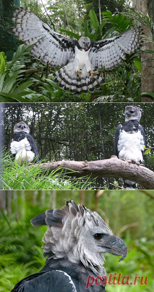 Гарпия -одна из самых красивых птиц в мире и символ Панамы.