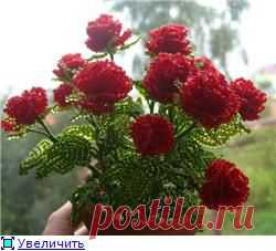 Куст алых роз