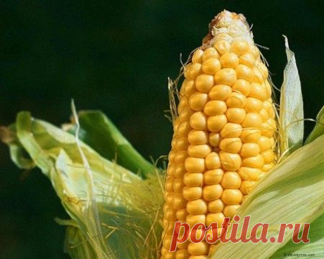 Плетение из листьев початков кукурузы. Способы заготовки материала.