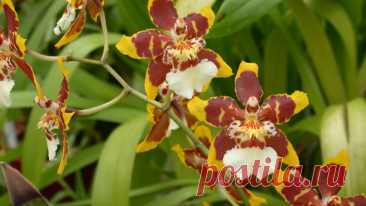 Орхидея Колманара: Огненная Балерина в Мире Цветов