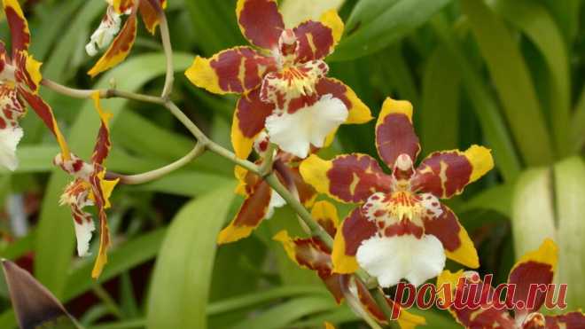 Орхидея Колманара: Огненная Балерина в Мире Цветов