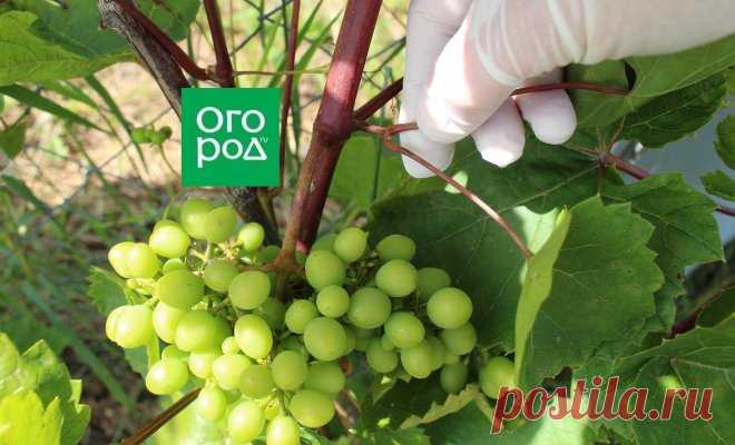 Зачем обрывают листья на винограде летом и осенью и можно ли так делать | В саду (Огород.ru)