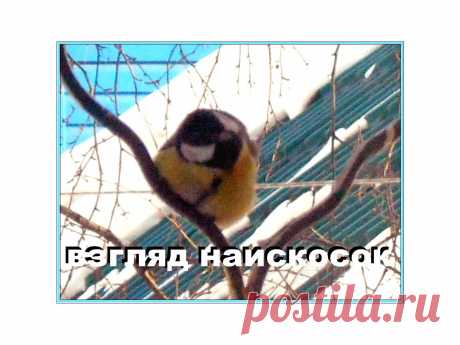 синичка на моём балконе