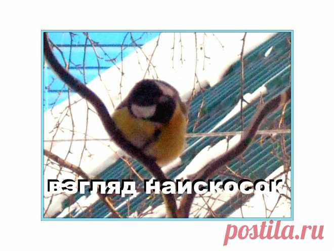синичка на моём балконе