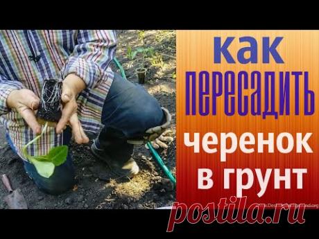 Как пересадить черенок в грунт.