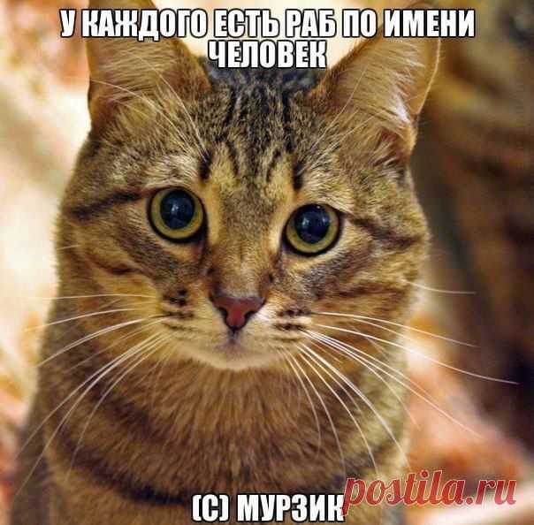 Живой уголок. Кошки, собаки | ВКонтакте