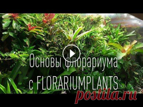 Основы палюдариума флорариума с @Florariumplants - флорариумы В этом видео основы флорариума и палюдариума, основные узлы, компоненты системы поддержания влажности, освещения, полива, удобрения эпифитных растений...