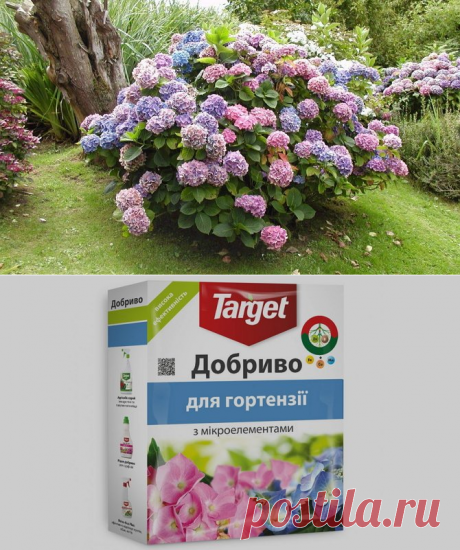 Подкормка гортензий весной как залог роста и цветения + Видео