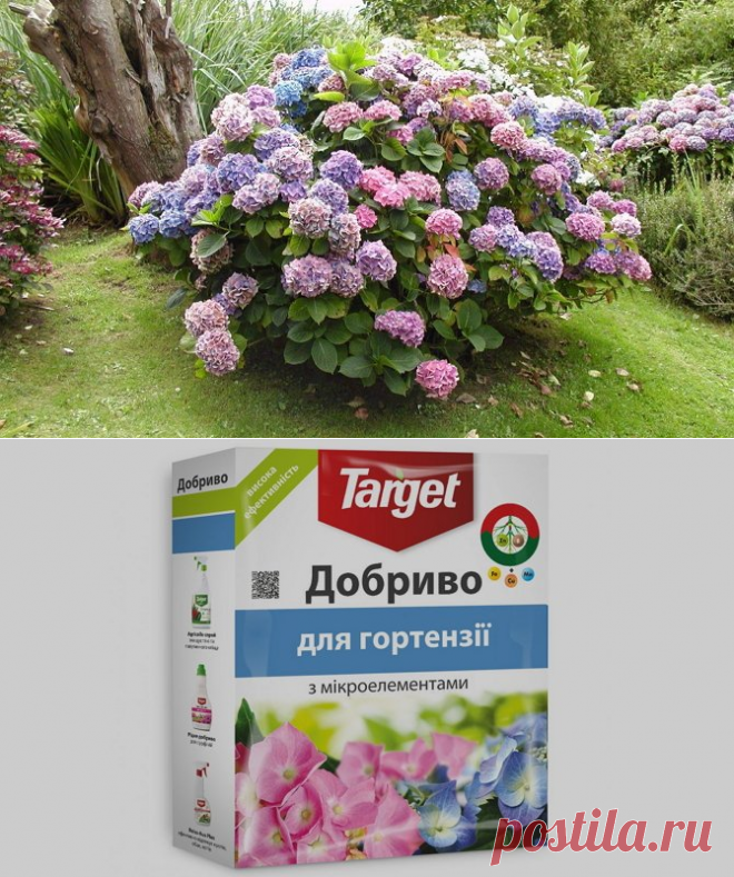 Подкормка гортензий весной как залог роста и цветения + Видео