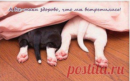 Один белый-другой черный..Два веселых хвостика))