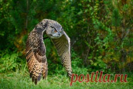 Филин. Автор фото — Оксана Ващук: